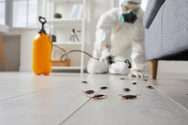 Post-Treatment Bed Bug Interceptor Monitoring in Castle Hills